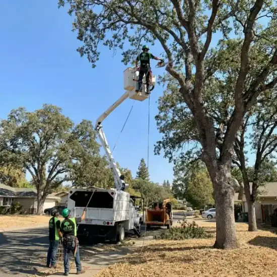 Bucket truck trimming a large oak tree in New Orleans